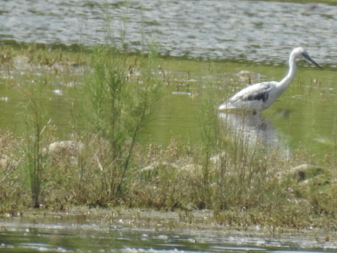 Little Blue Heron - ML143810511