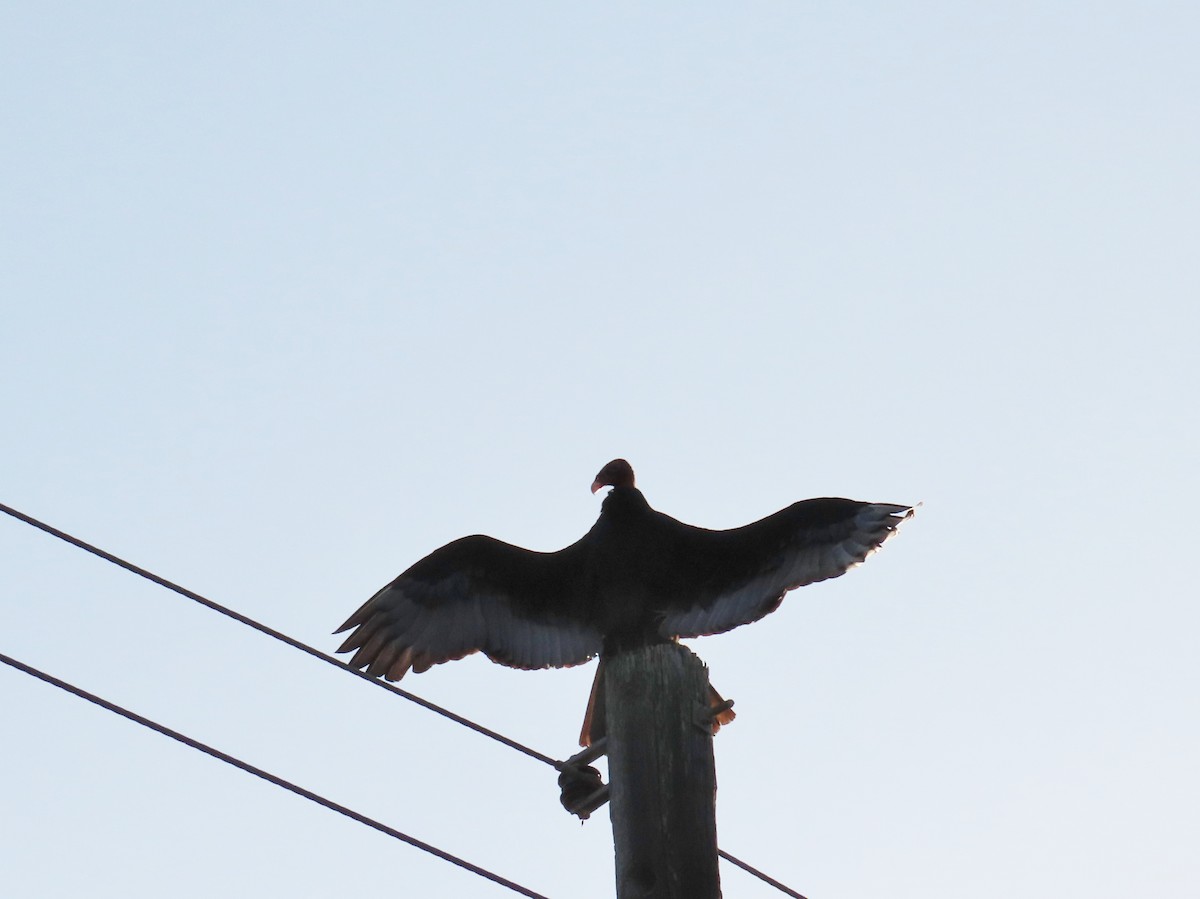 Turkey Vulture - Nancy Miller