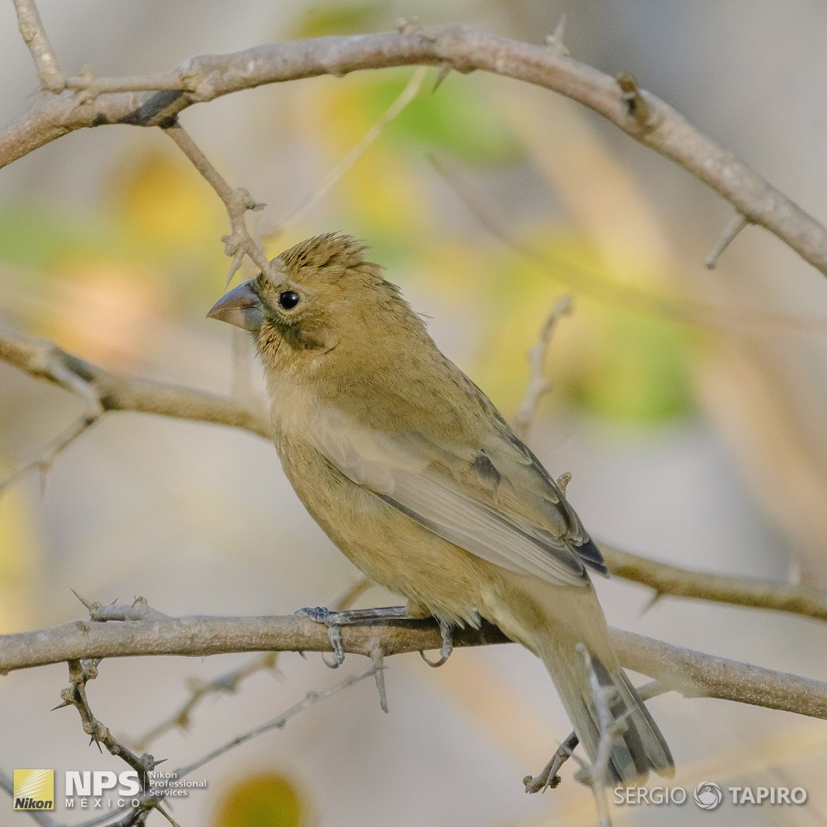Blue Bunting - ML143813331