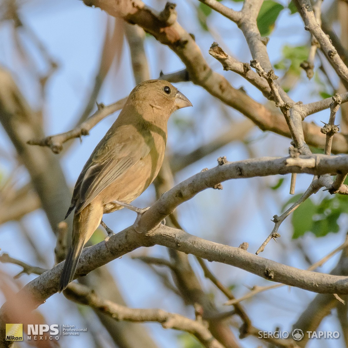 Blue Bunting - ML143813341
