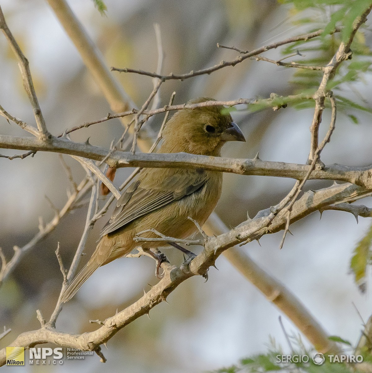 Blue Bunting - ML143813351