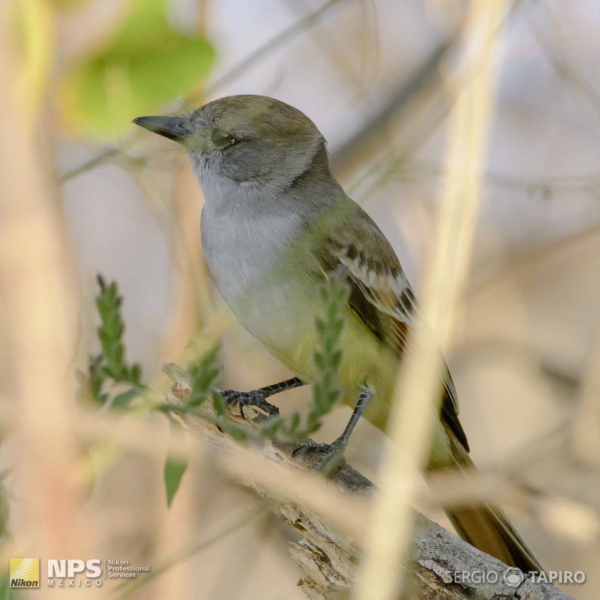 Nutting's Flycatcher - ML143813531