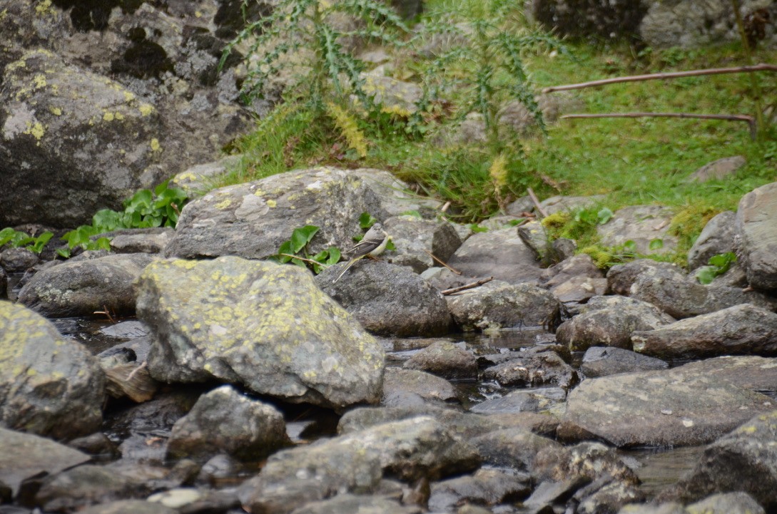 Gray Wagtail - Harisha Navilarekallu