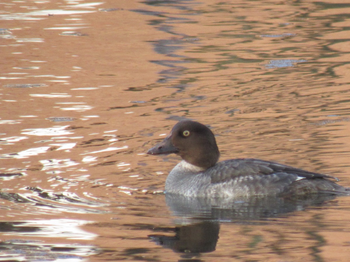 Common Goldeneye - ML143815251