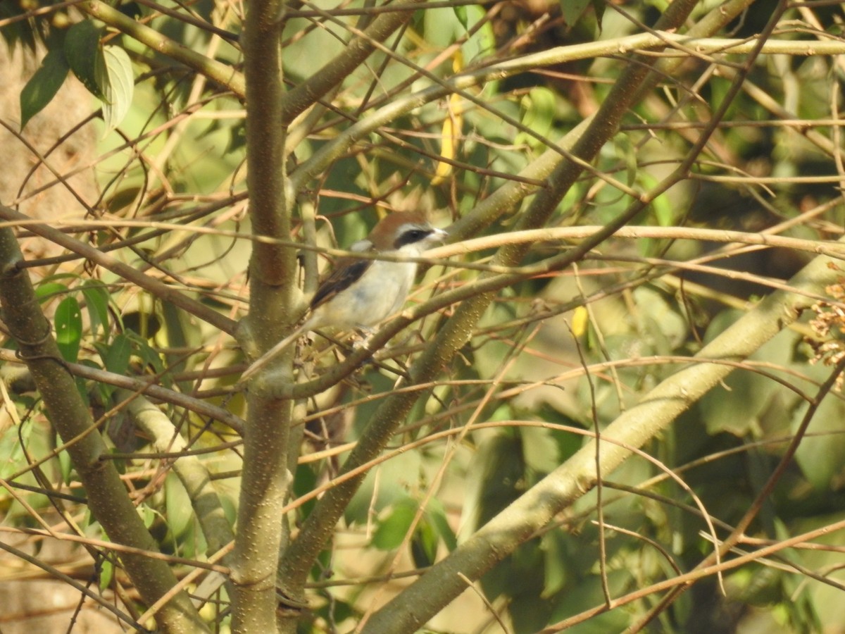 Brown Shrike - ML143815371