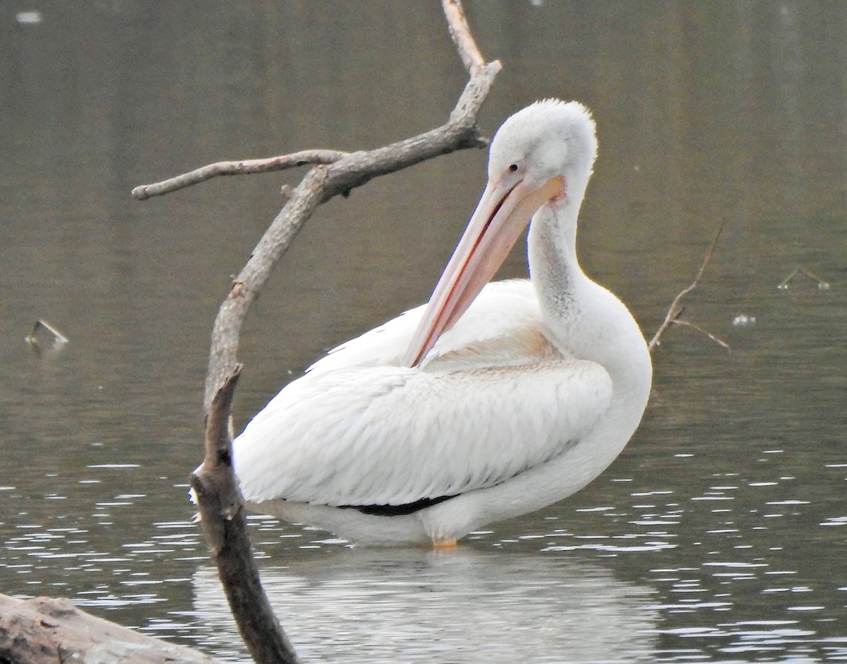 American White Pelican - Shirley Wilkerson