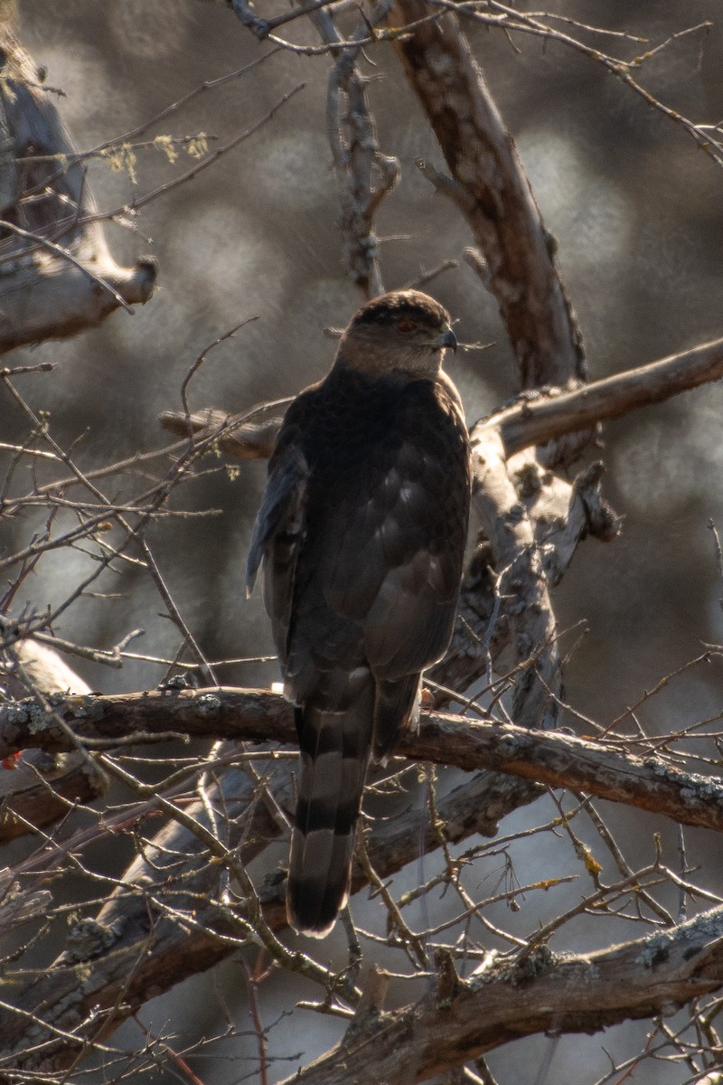 Cooper's Hawk - ML143816351