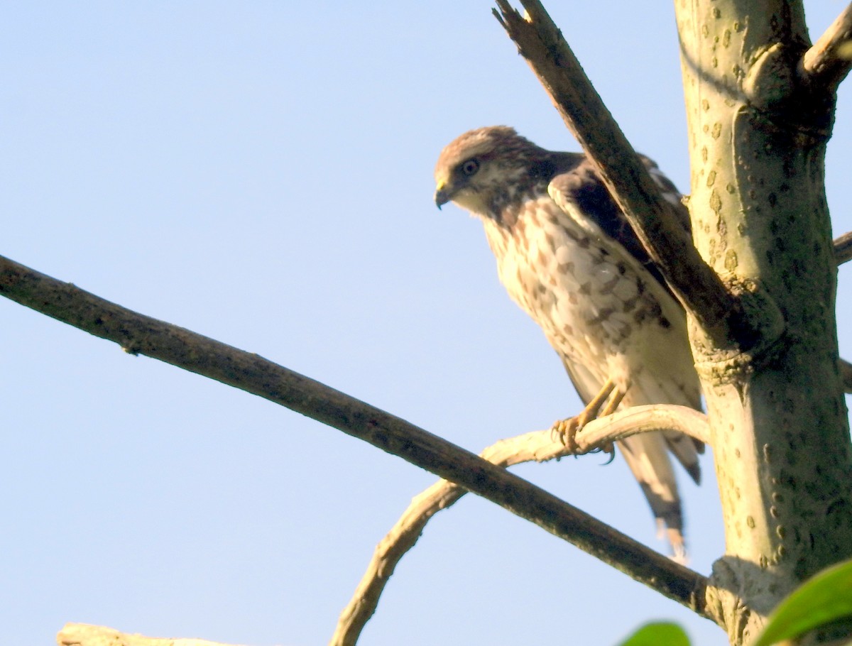 Broad-winged Hawk - ML143817411