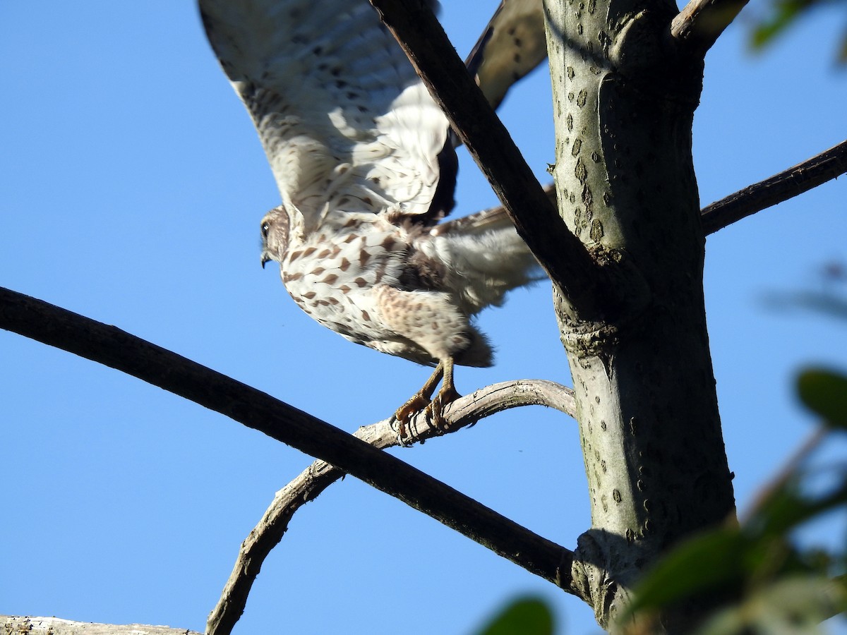 Broad-winged Hawk - ML143817441