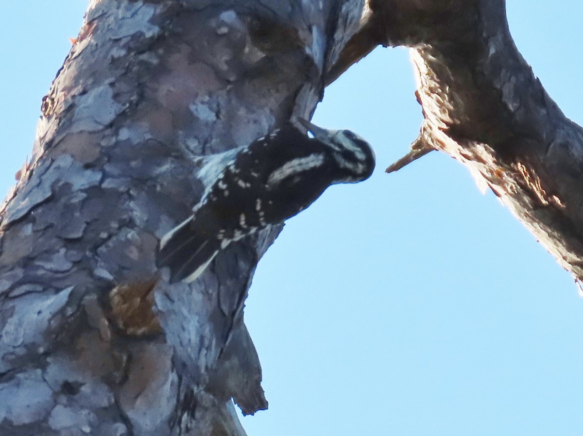 Hairy Woodpecker - ML143817751