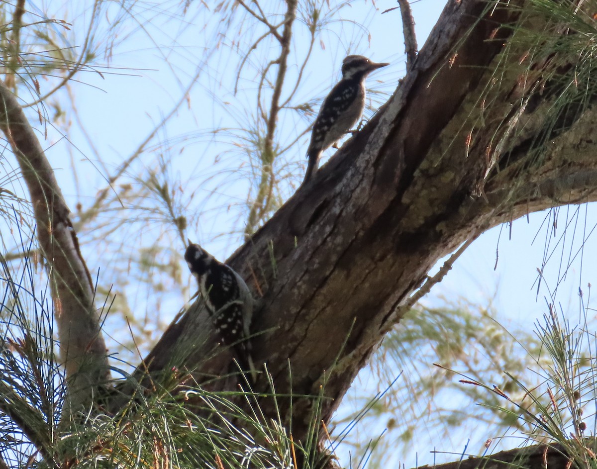 Hairy Woodpecker - ML143818781