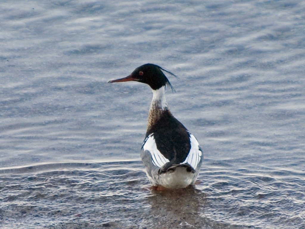 Red-breasted Merganser - Naseem Reza