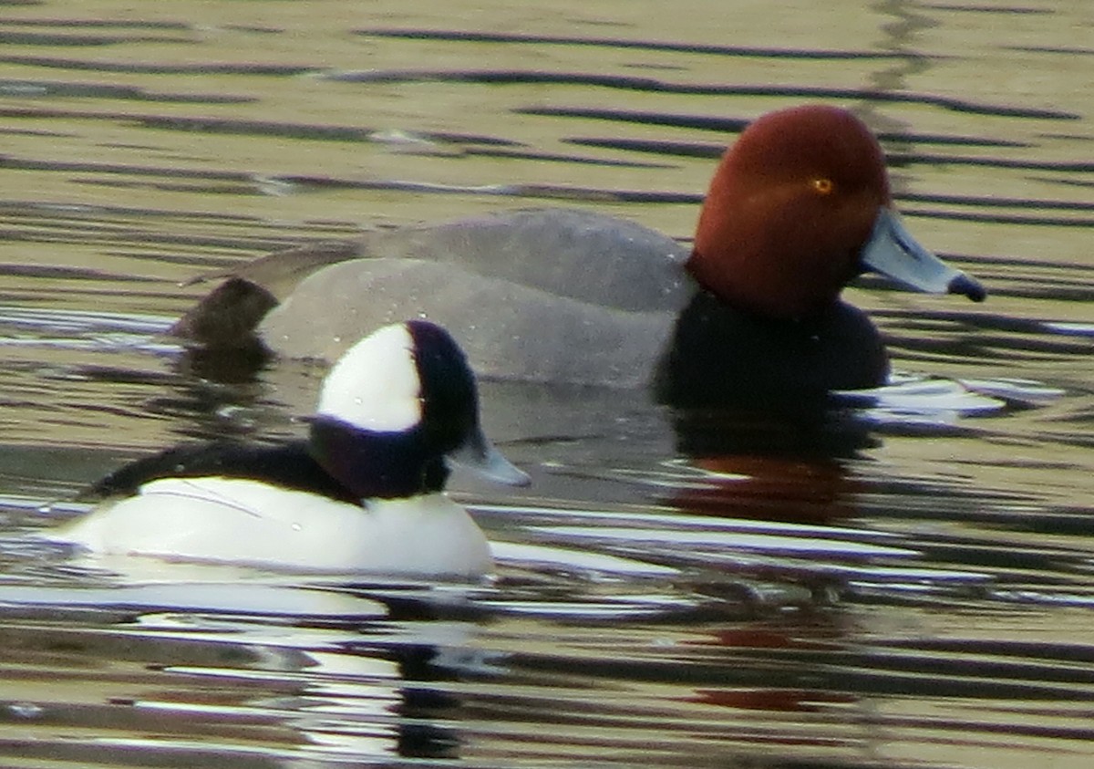 Bufflehead - Patrick O'Driscoll