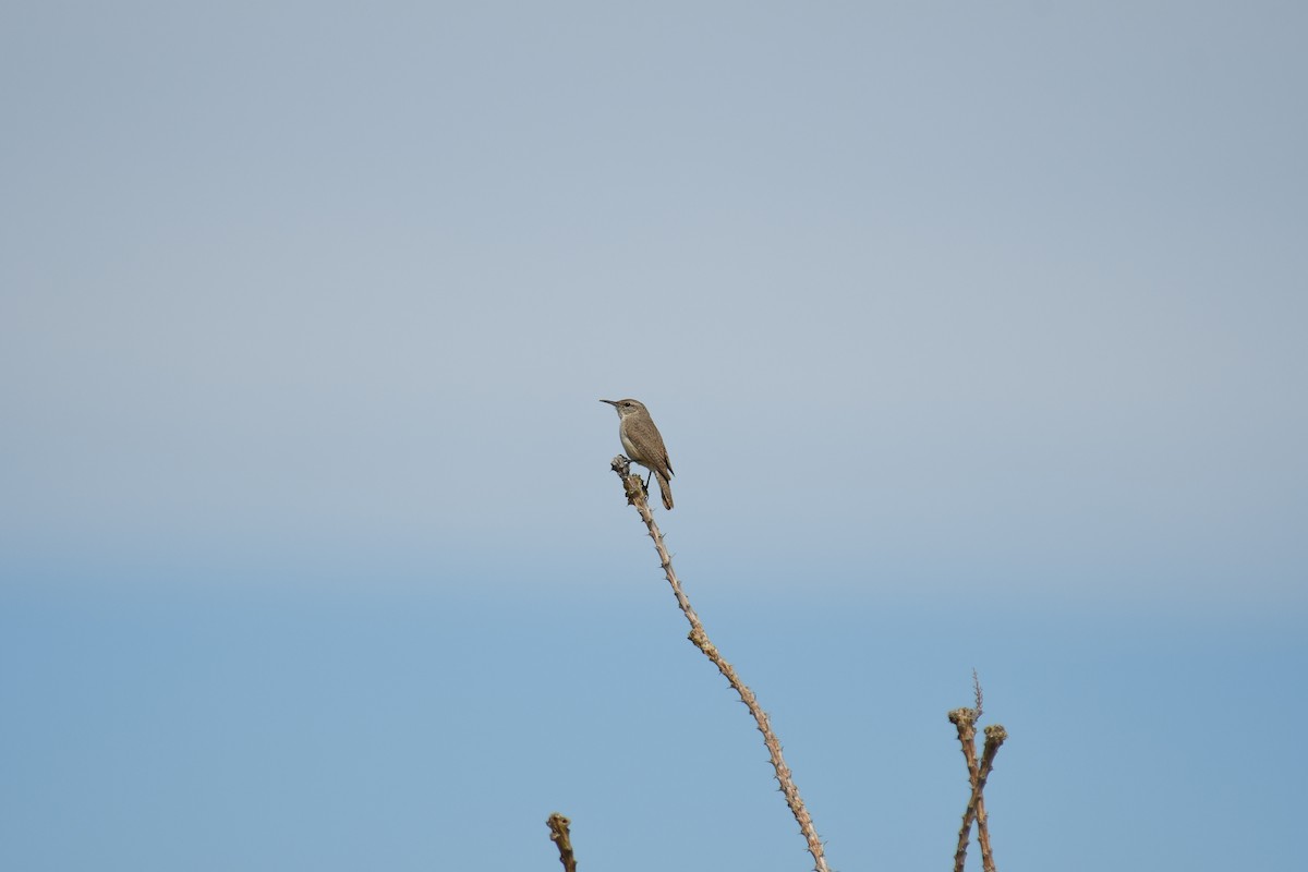 Rock Wren - ML143820421