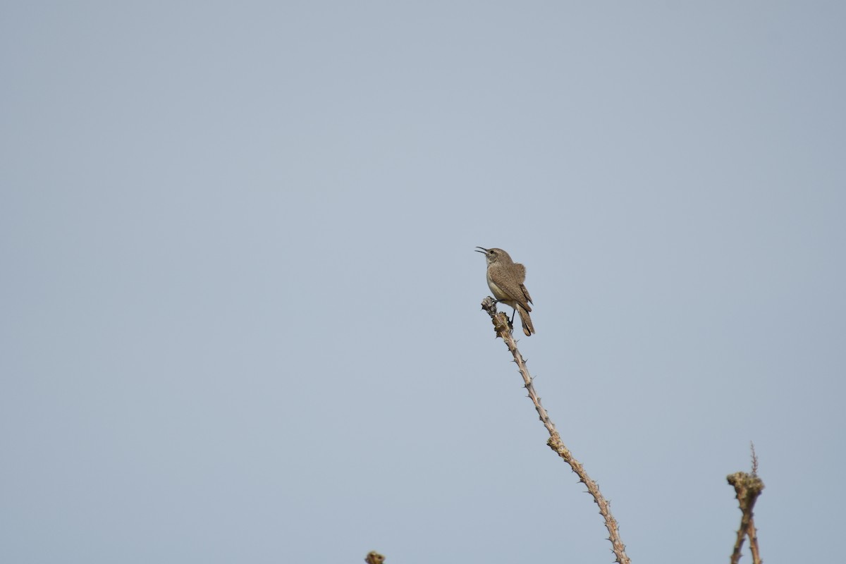 Rock Wren - ML143820431