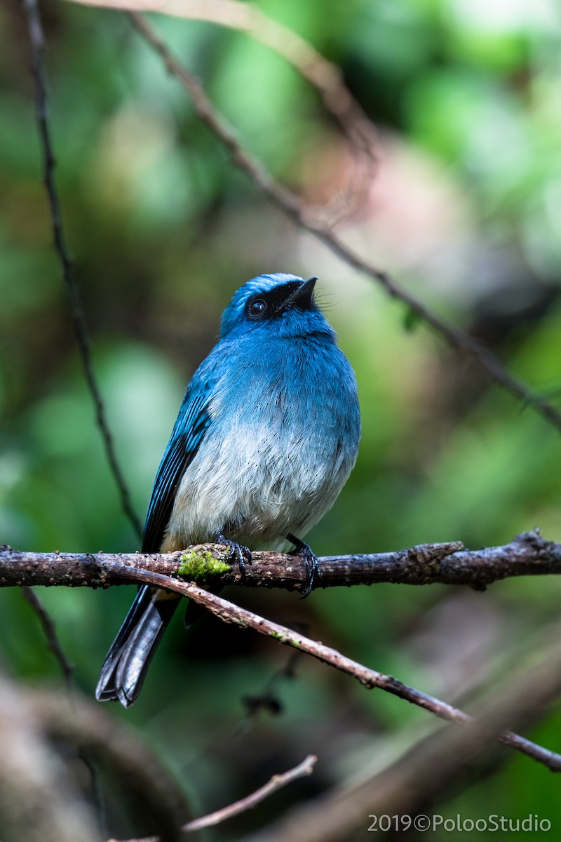 Indigo Flycatcher - ML143820951