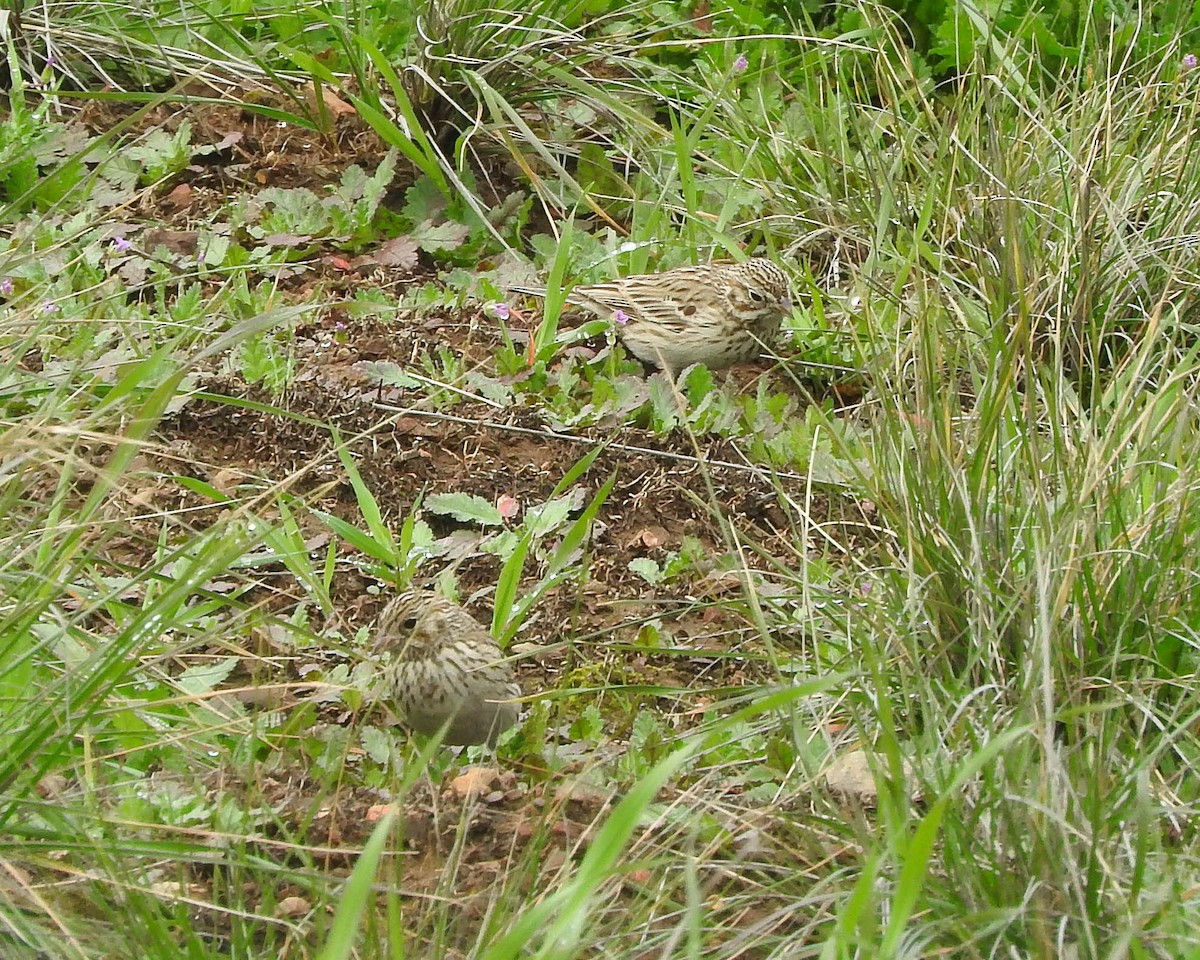 Vesper Sparrow - ML143821781