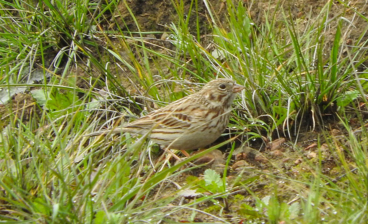 Vesper Sparrow - ML143821791