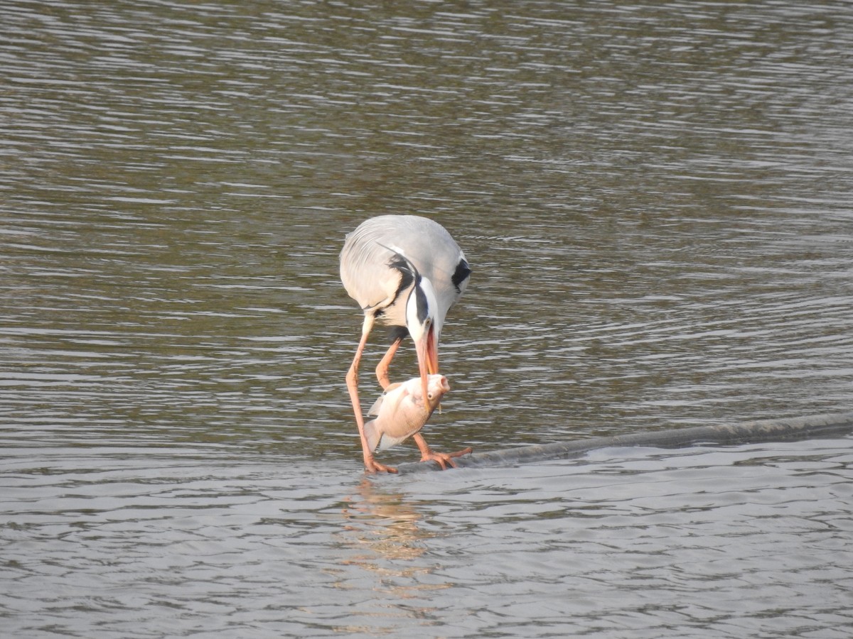 Gray Heron - Praveen Tangirala