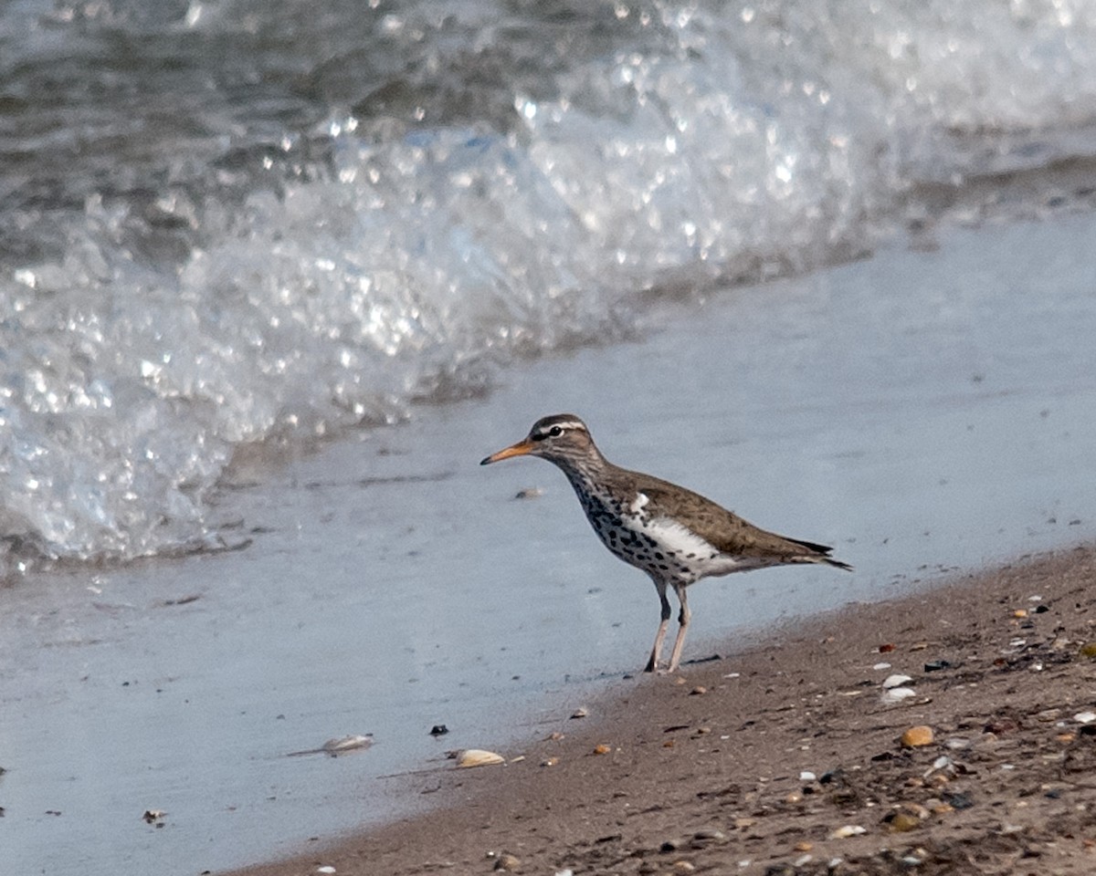 Spotted Sandpiper - ML143822501