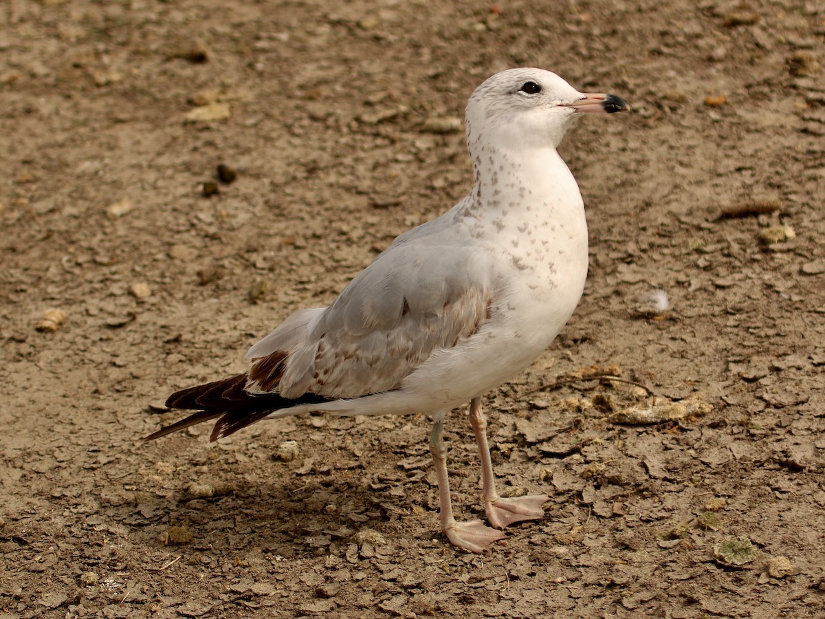 Ring-billed Gull - ML143824401