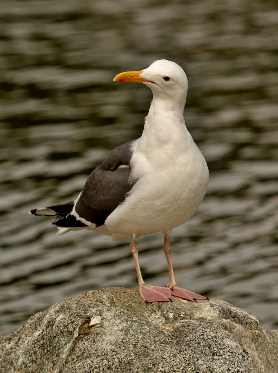 Western Gull - ML143824431