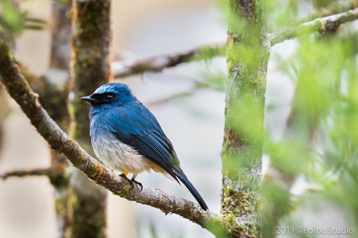 Indigo Flycatcher - Wei Yan