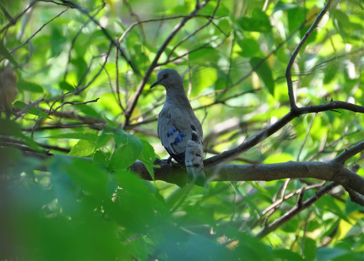 Emerald-spotted Wood-Dove - Paul Galvin