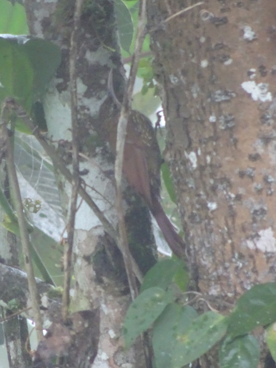 Montane Woodcreeper - ML143825141