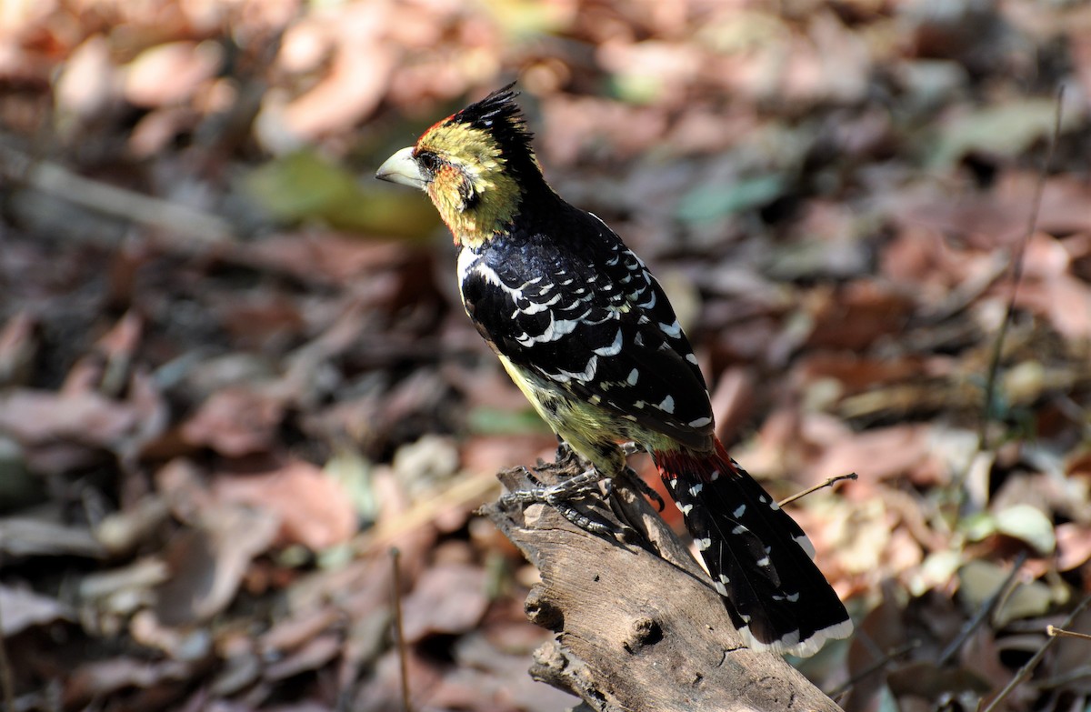 Crested Barbet - Paul Galvin