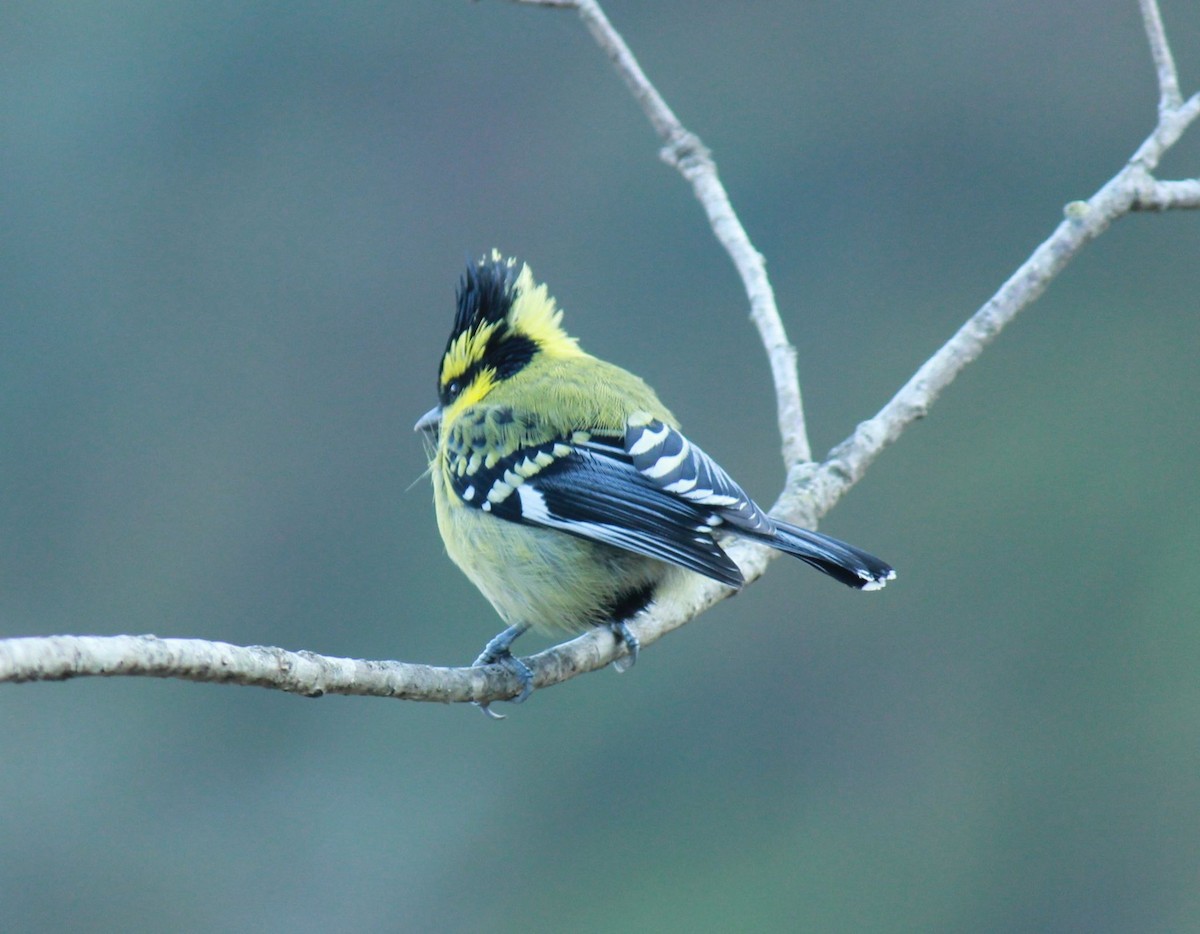 Himalayan Black-lored Tit - ML143825311