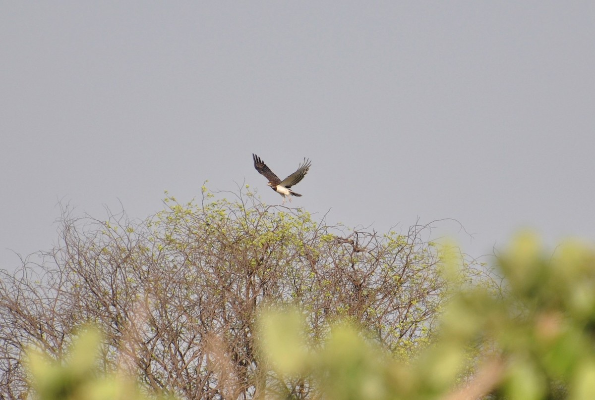 Black-chested Snake-Eagle - ML143825381