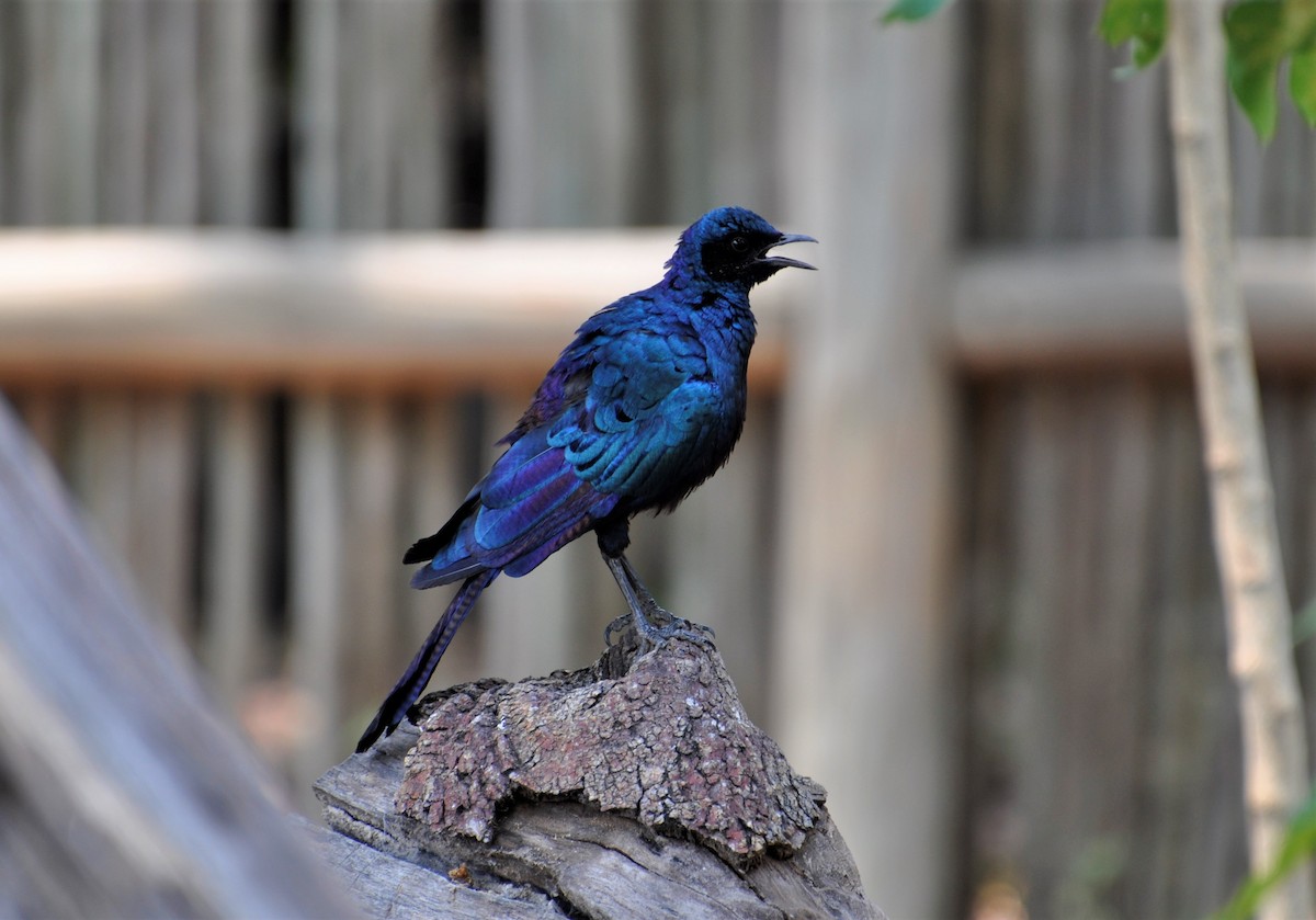 Burchell's Starling - ML143825711