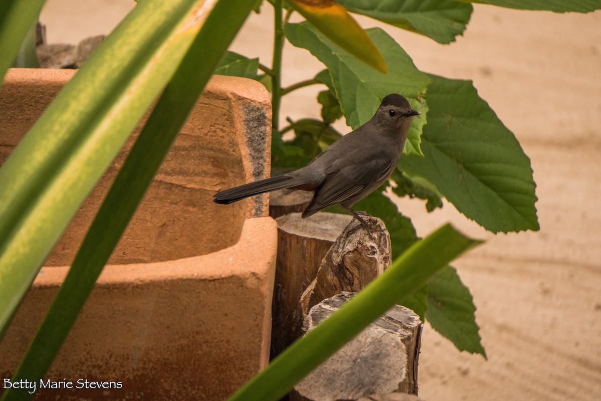 Gray Catbird - ML143825731