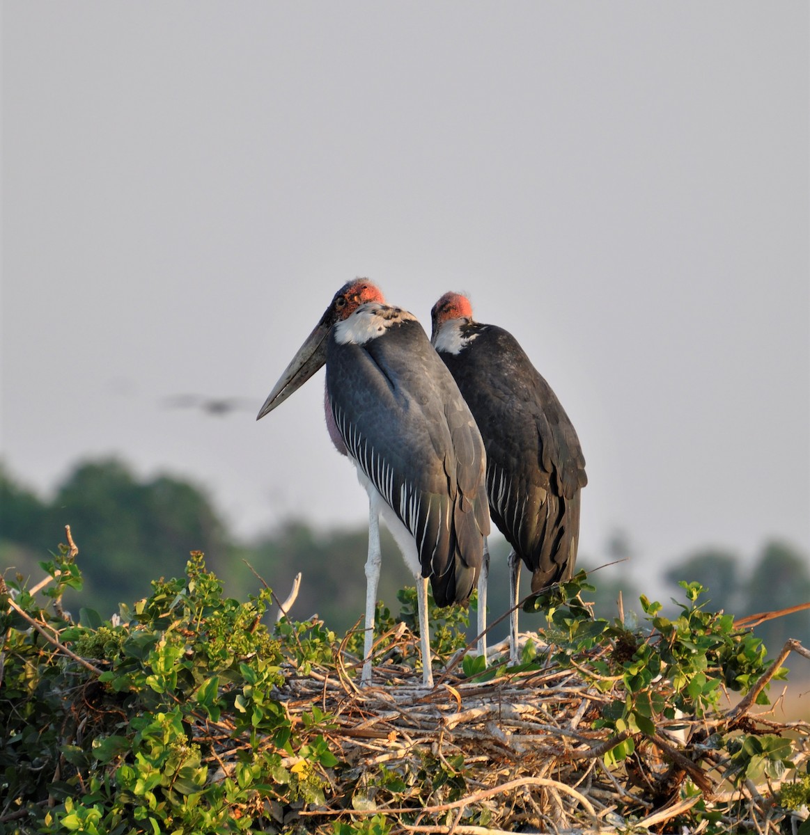 Marabou Stork - Paul Galvin