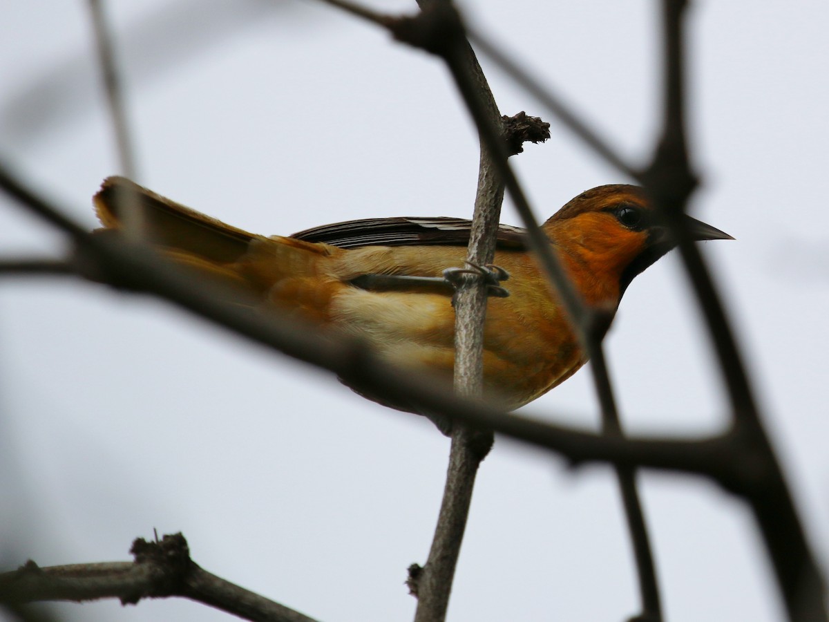 Bullock's Oriole - ML143826131