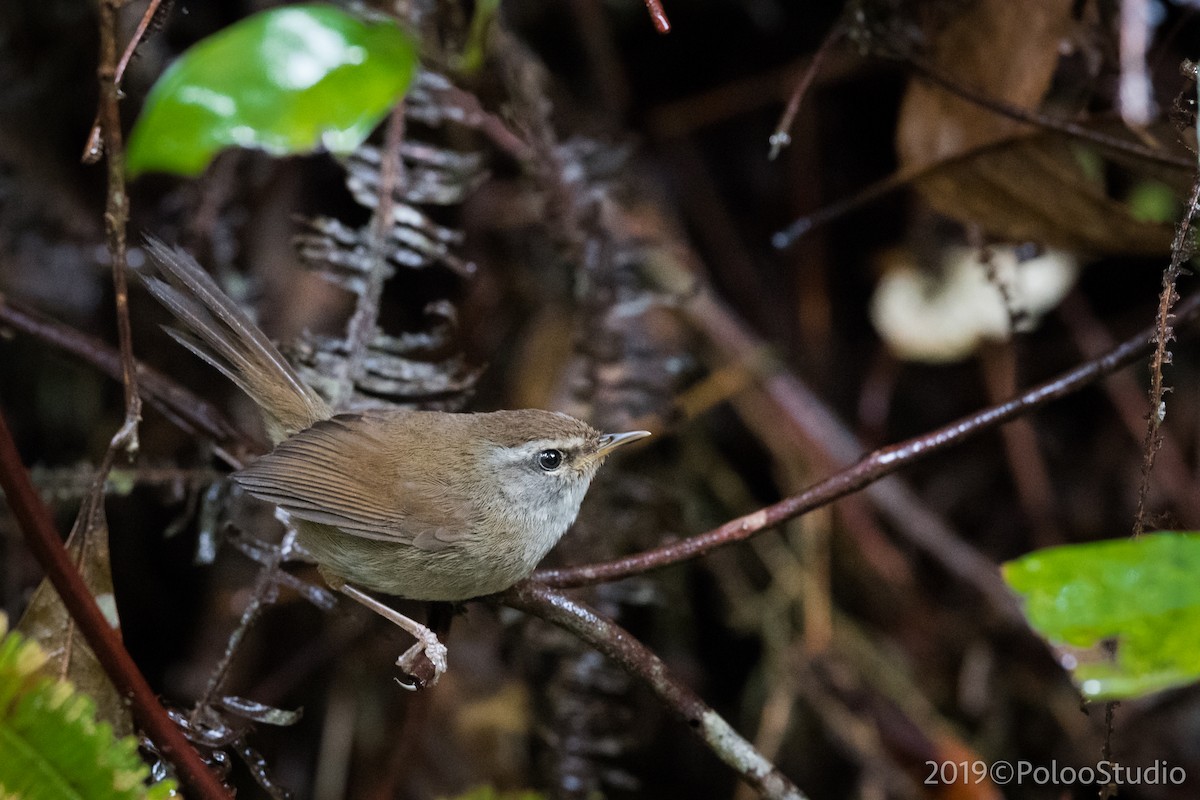 Aberrant Bush Warbler (Sunda) - ML143827811