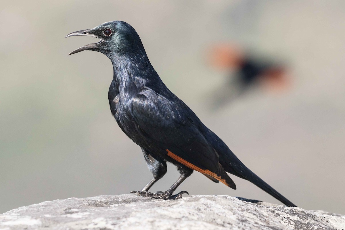 Red-winged Starling - ML143828241