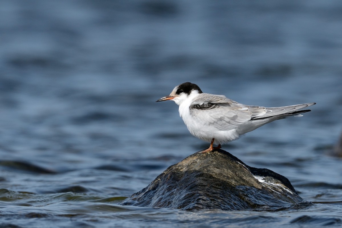 Common Tern - ML143830801