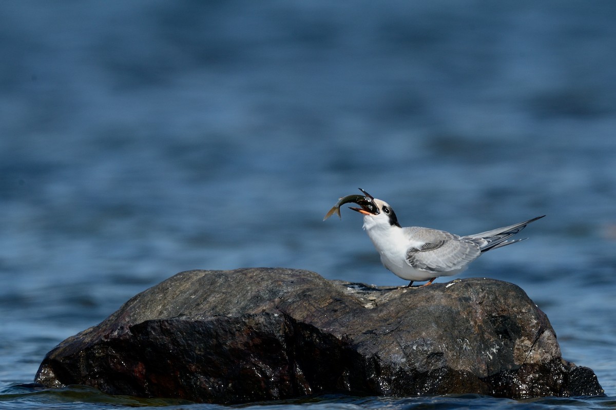 Common Tern - ML143830811