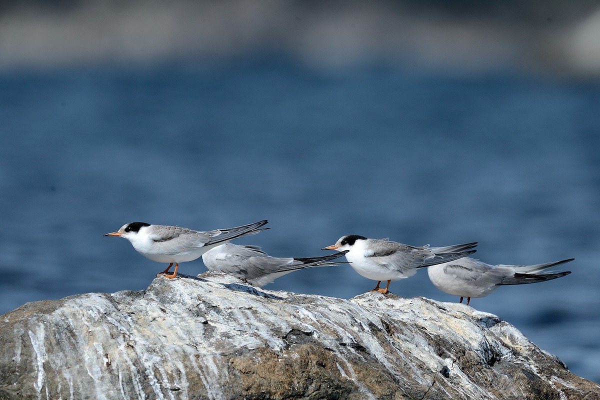 Common Tern - ML143830831