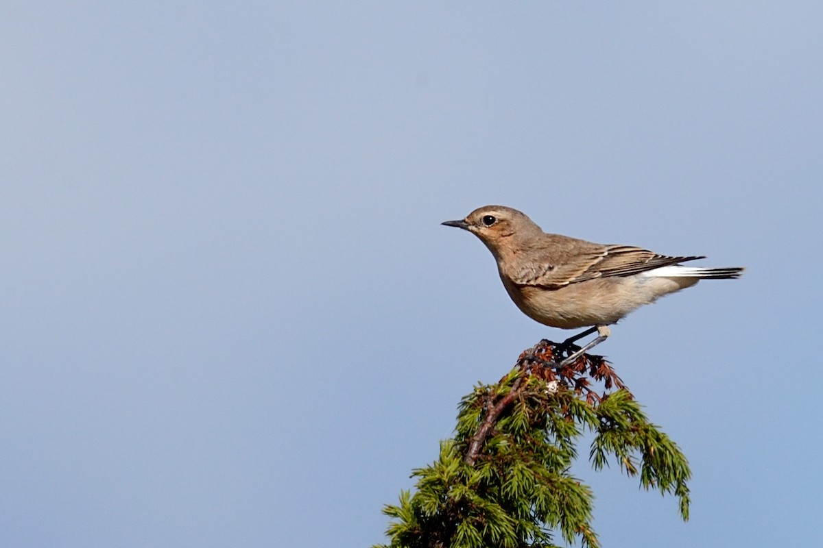 Northern Wheatear - ML143830851