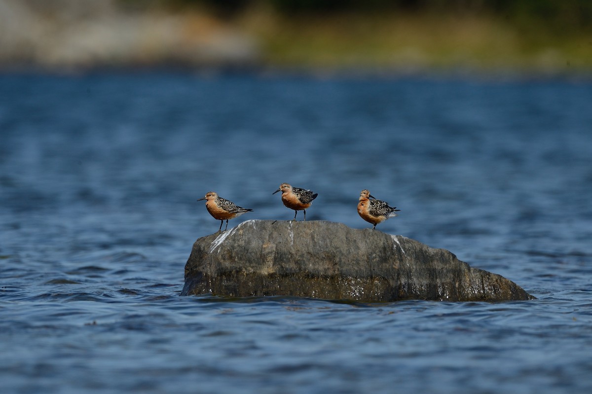 Red Knot - ML143830861