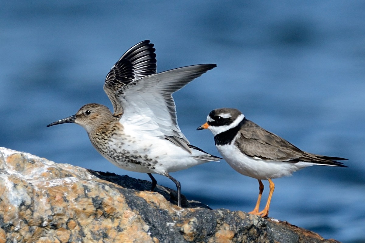 Dunlin - ML143830961