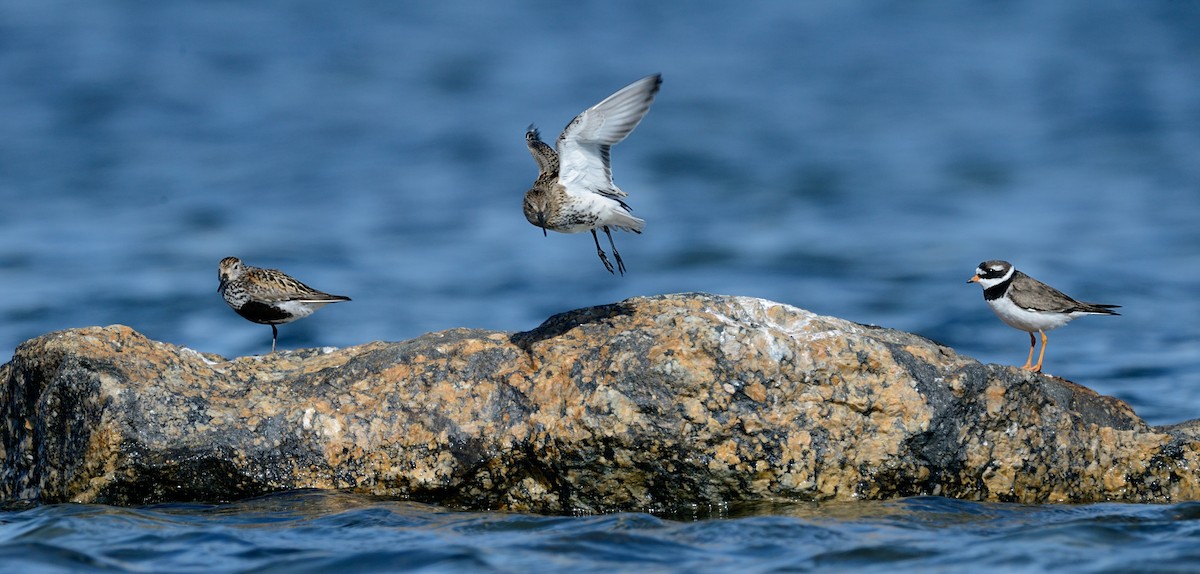 Dunlin - ML143830971