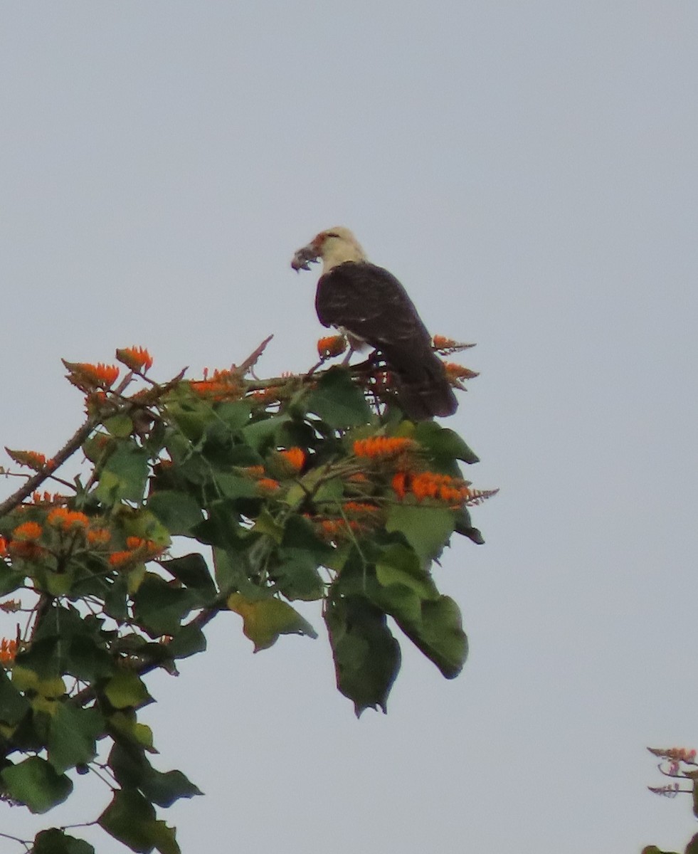 Yellow-headed Caracara - Laurie Reynolds