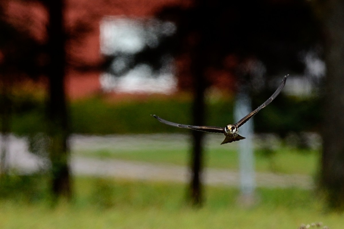 Red-footed Falcon - Hans Norelius