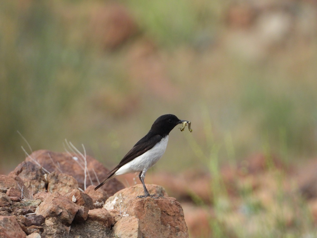 Hume's Wheatear - ML143831671