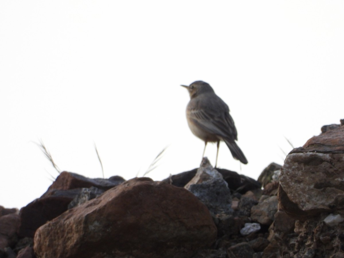 pipit sp. - ML143831861