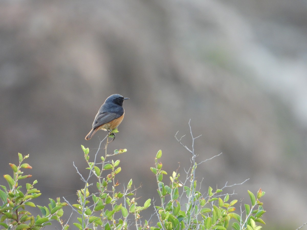 Black Redstart - ML143831871